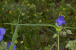 Hairyflower spiderwort